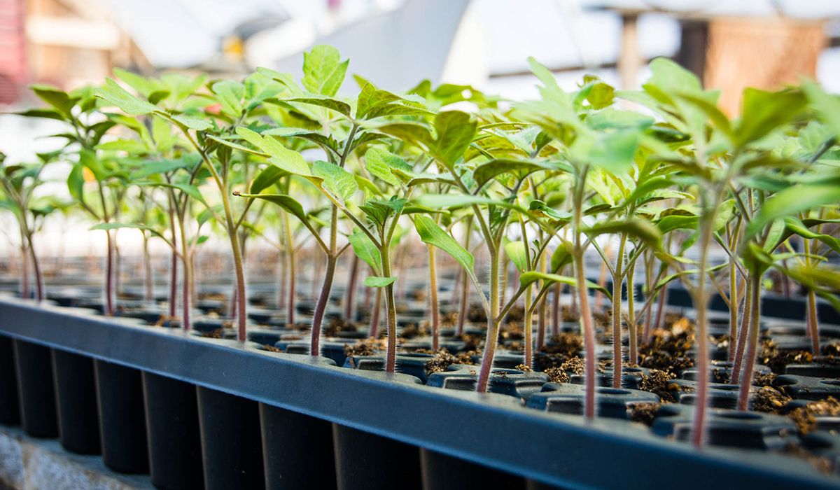 Automated Grafting Technique